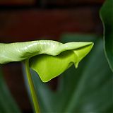 Curled Leaf