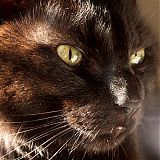 Kitty in sunlight