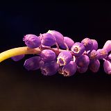 Grape Hyacinth