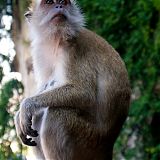 Kuala Lumpur Monkey