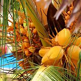 Pulau Redang Orange Coconuts