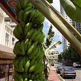 Kuala Lumpur Bananas