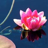 Reflected Water Lily