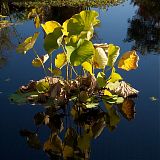 Reflected Lilypads