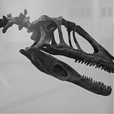 Albertosaur Skull