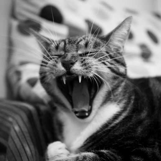 Lyra yawning