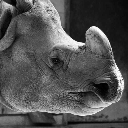Sad Rhino I