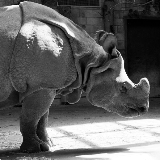 Sad Rhino II